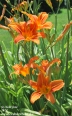 Liliom