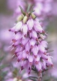 Alpesi Hanga