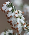 Alpesi Hanga