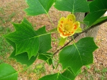Amerikai tulipánfa2