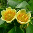 Amerikai tulipánfa3