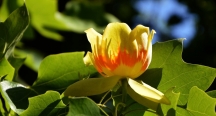 Amerikai tulipánfa4