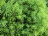 Cukorsüveg fenyő  (Picea glauca ’Conica’)