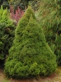 Cukorsüveg fenyő  (Picea glauca ’Conica’)