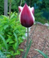 Tulipán