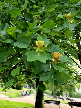 Amerikai tulipánfa1