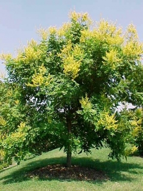 Csörgőfa