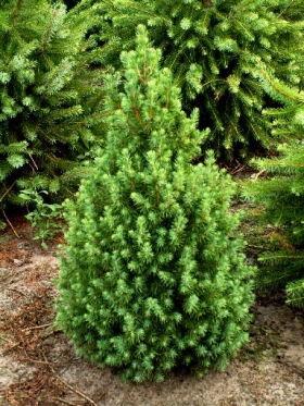 Cukorsüveg fenyő  (Picea glauca ’Conica’)