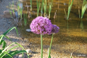 Diszhagyma