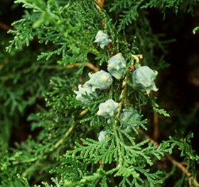 Nyugati tuja
